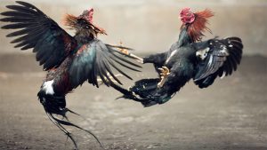 Judi S128 Sabung Ayam Pukul Mati Online