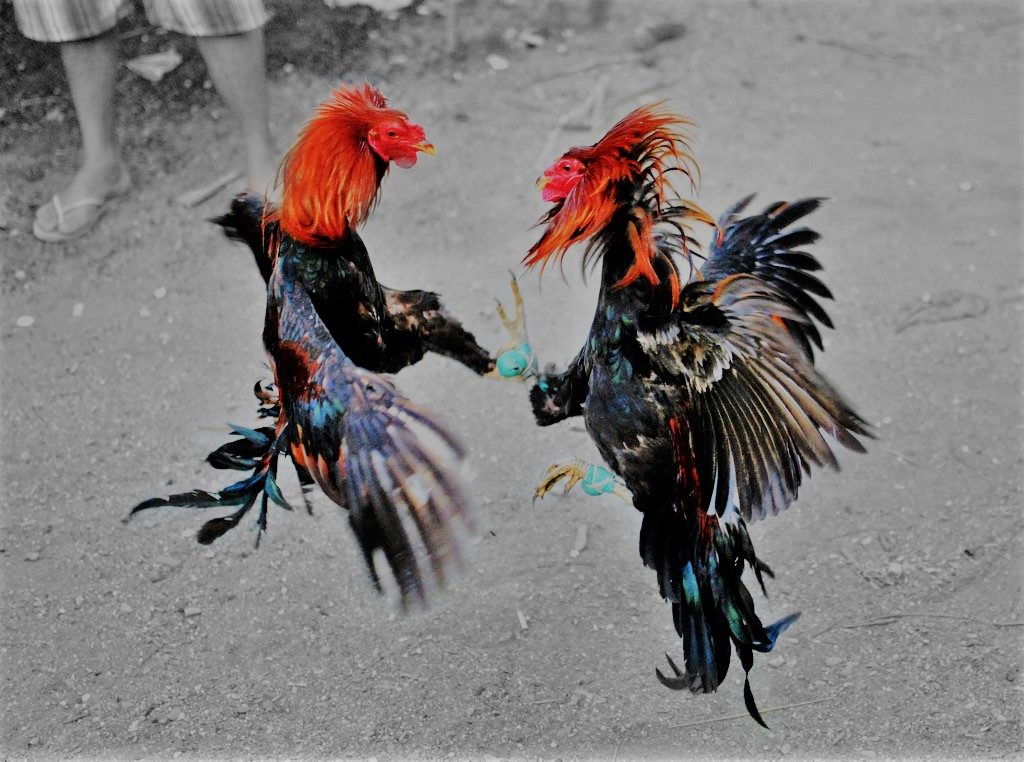 Situs Sabung Ayam Online